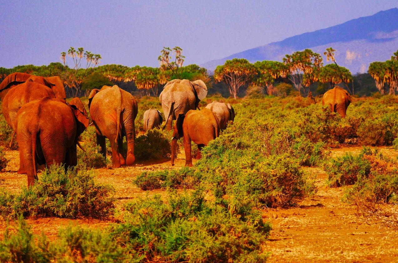 Tsavo National Parks